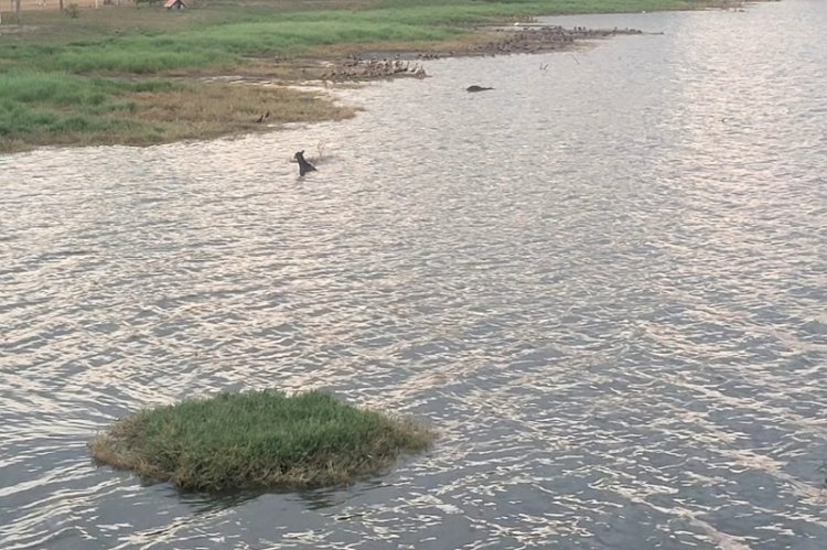 Cachorro é resgatado pelos bombeiros em Três Lagoas