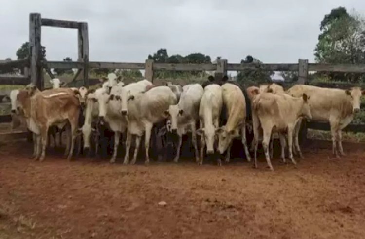 27 cabeças de gado furtadas em fazenda de Corumbá são encontradas em Coxim pela polícia